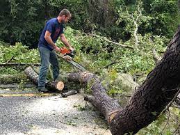 How Our Tree Care Process Works  in  Casper, WY