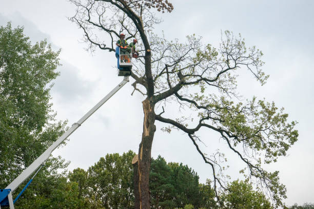 Casper, WY Tree Services Company